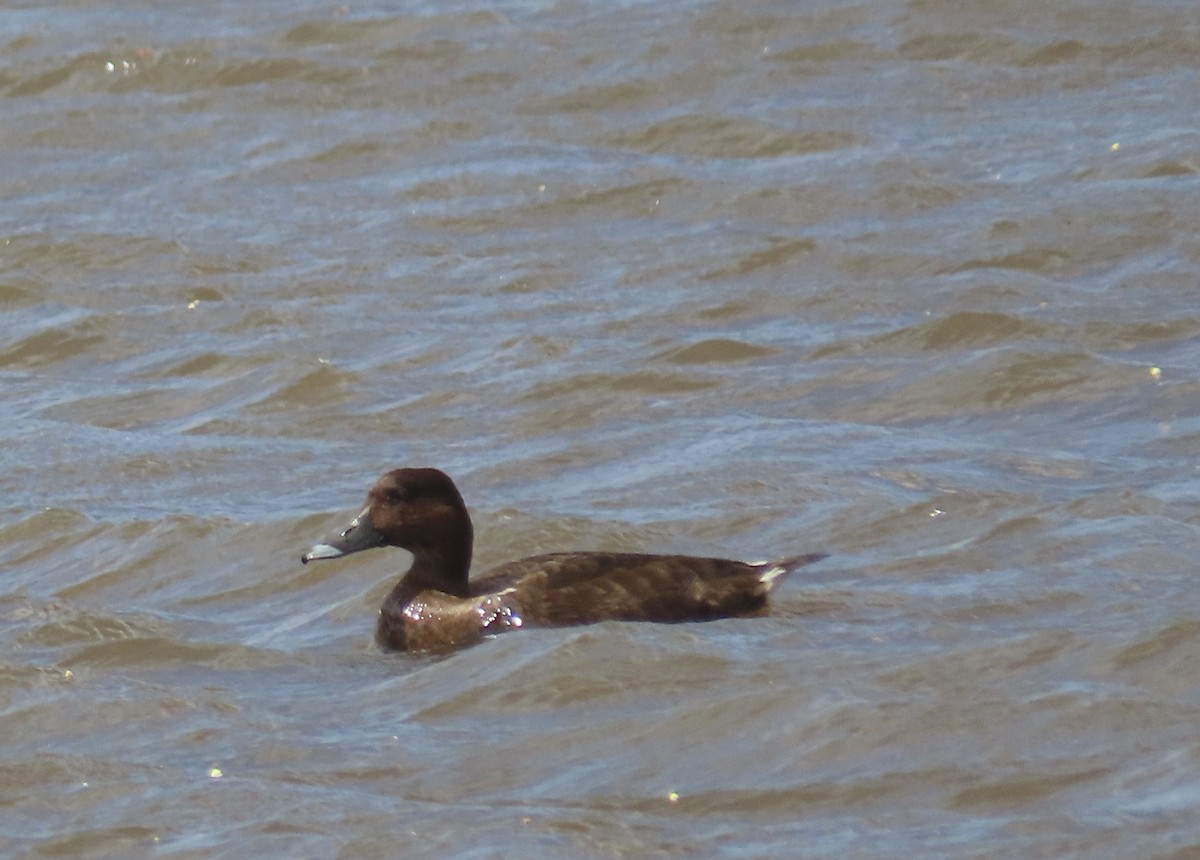 Hardhead - ML645878510