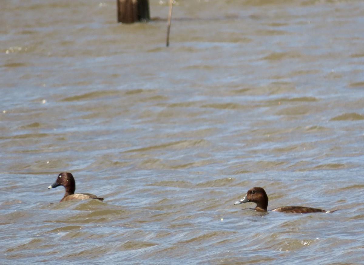 Hardhead - ML645878511