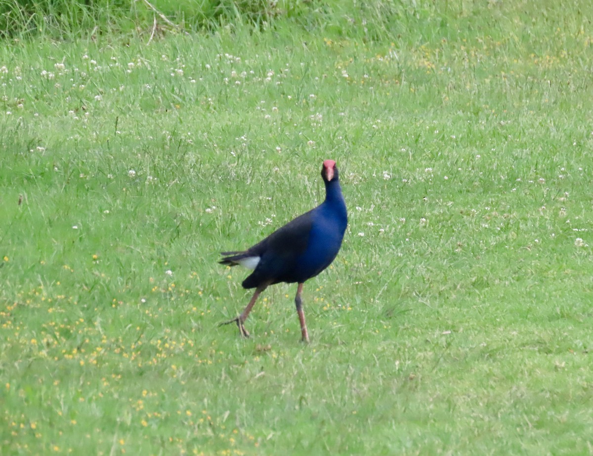 Australasian Swamphen - ML645878513