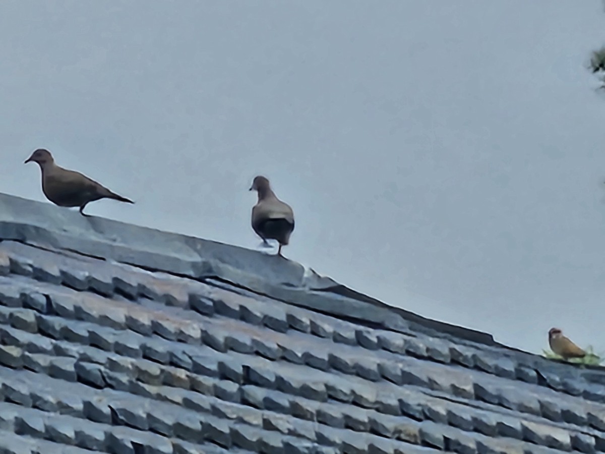 Spotted Dove - ML645878516