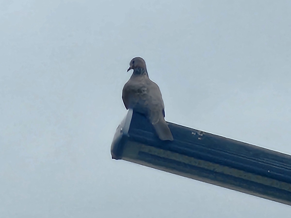 Spotted Dove - ML645878517