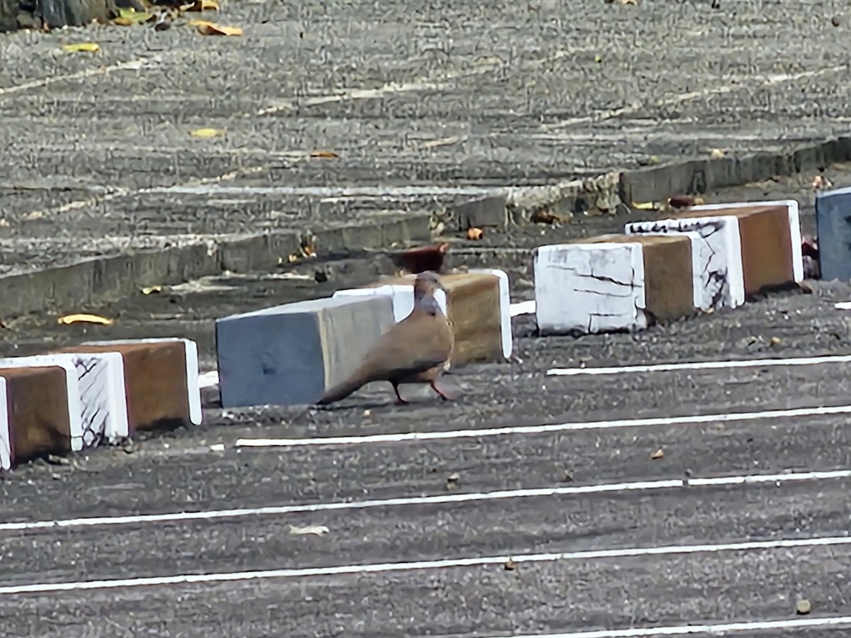 Spotted Dove - ML645878518