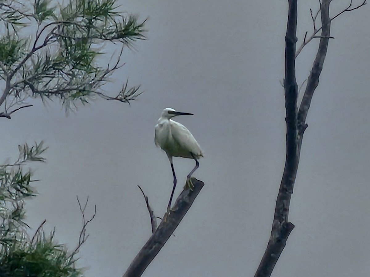 Little Egret - ML645878519