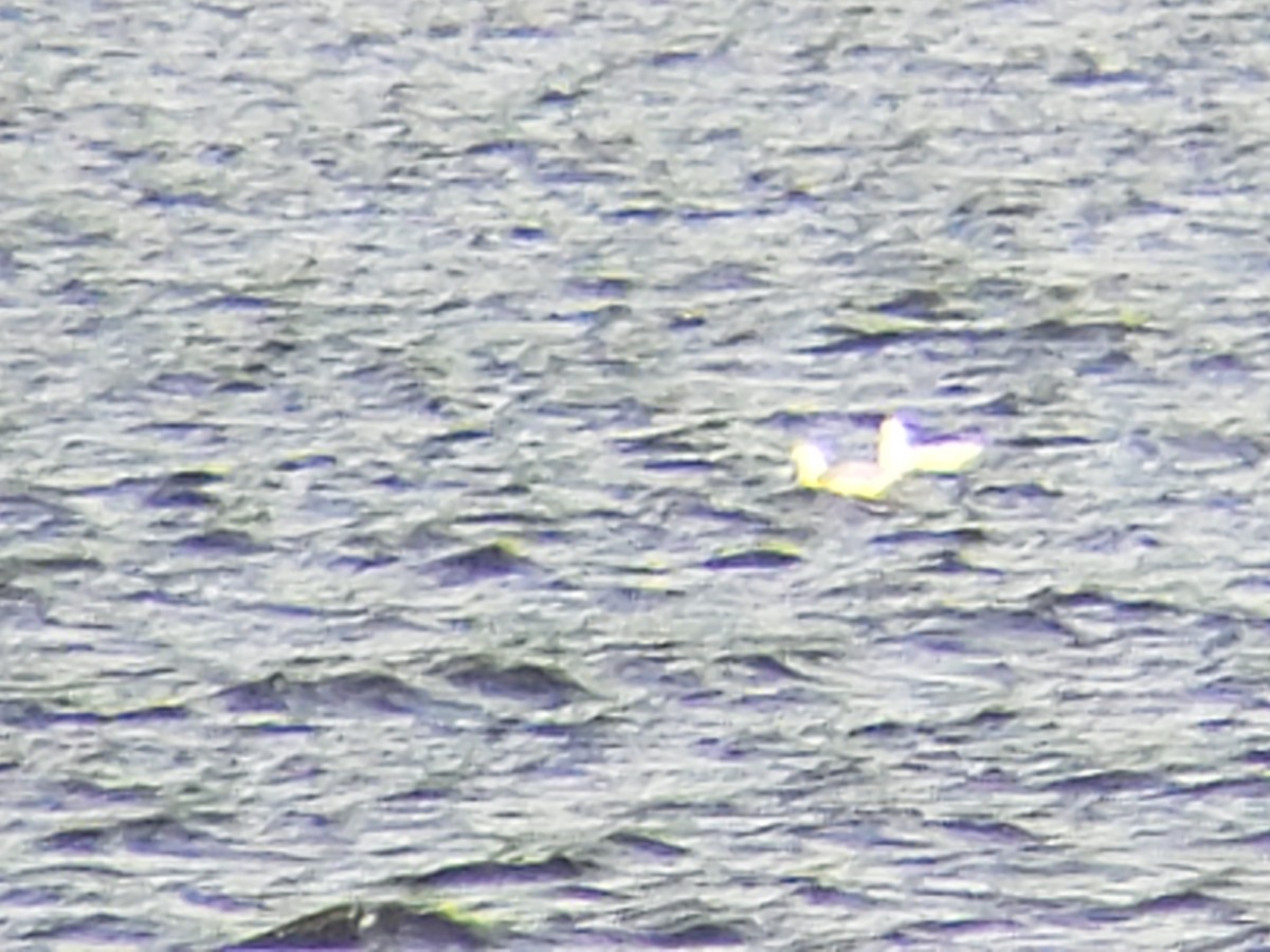 Ring-billed Gull - ML645878521