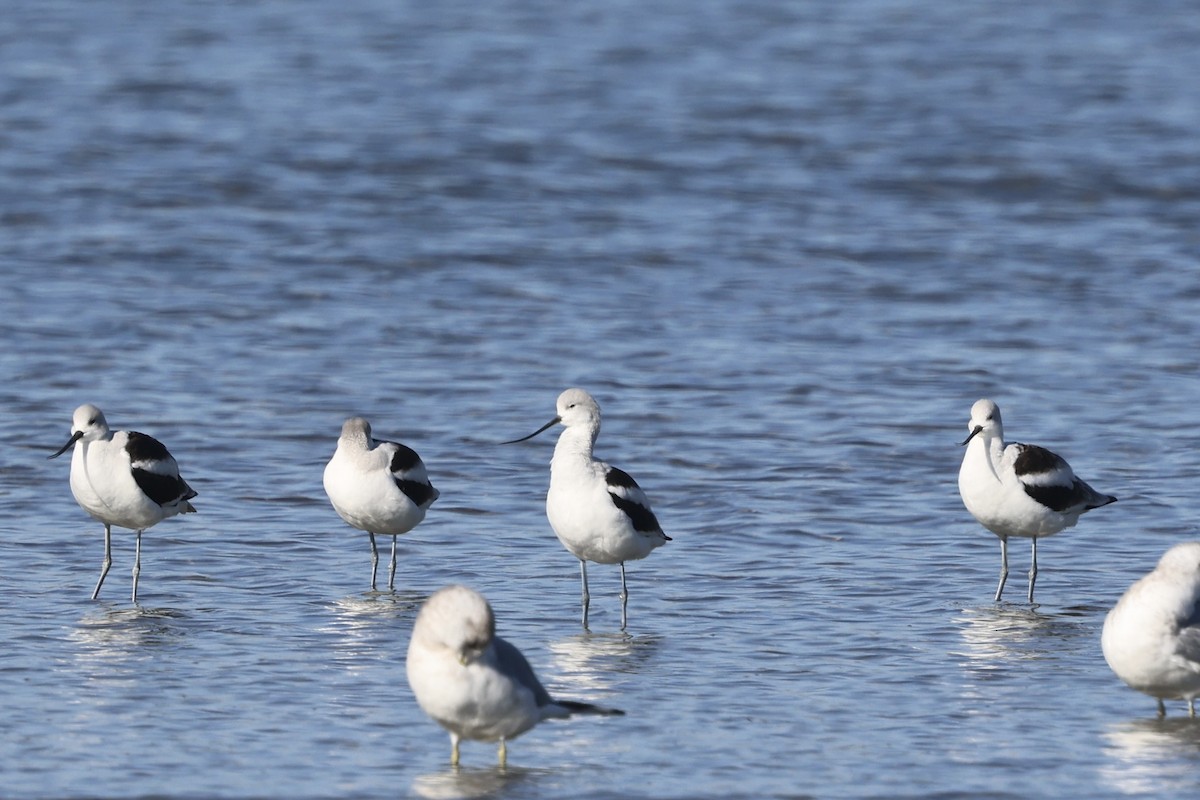 American Avocet - ML645878522