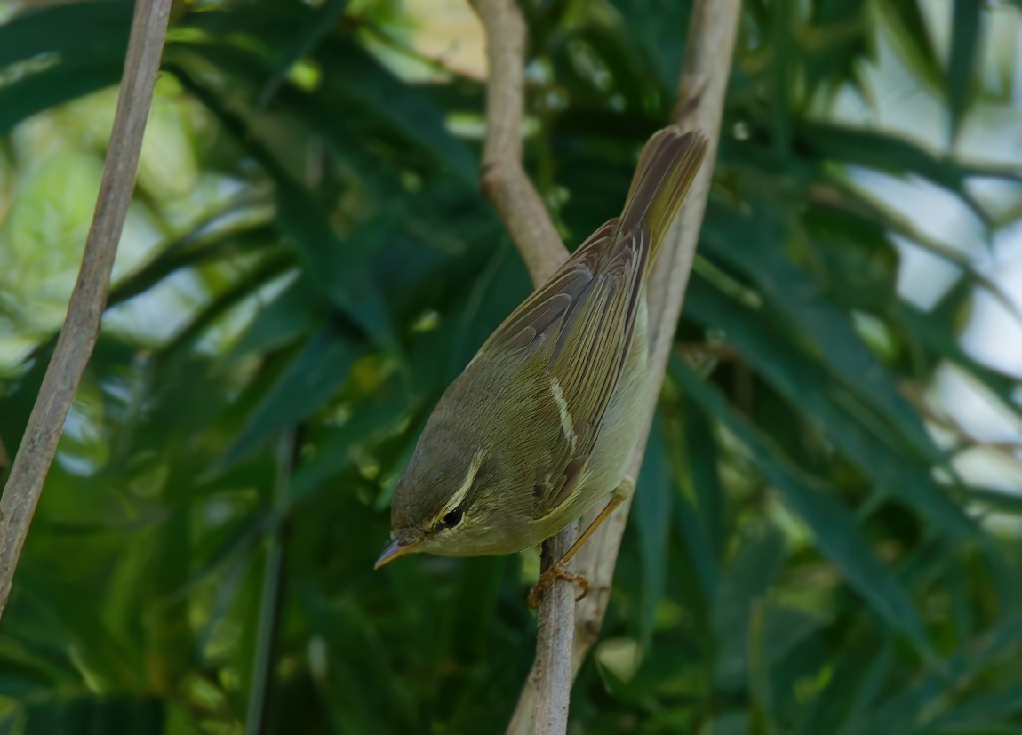 Two-barred Warbler - ML645878523