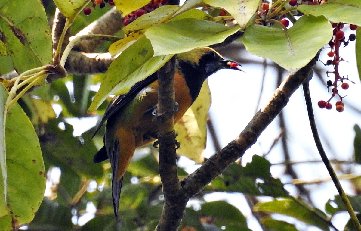 Orange-bellied Leafbird - ML645878524