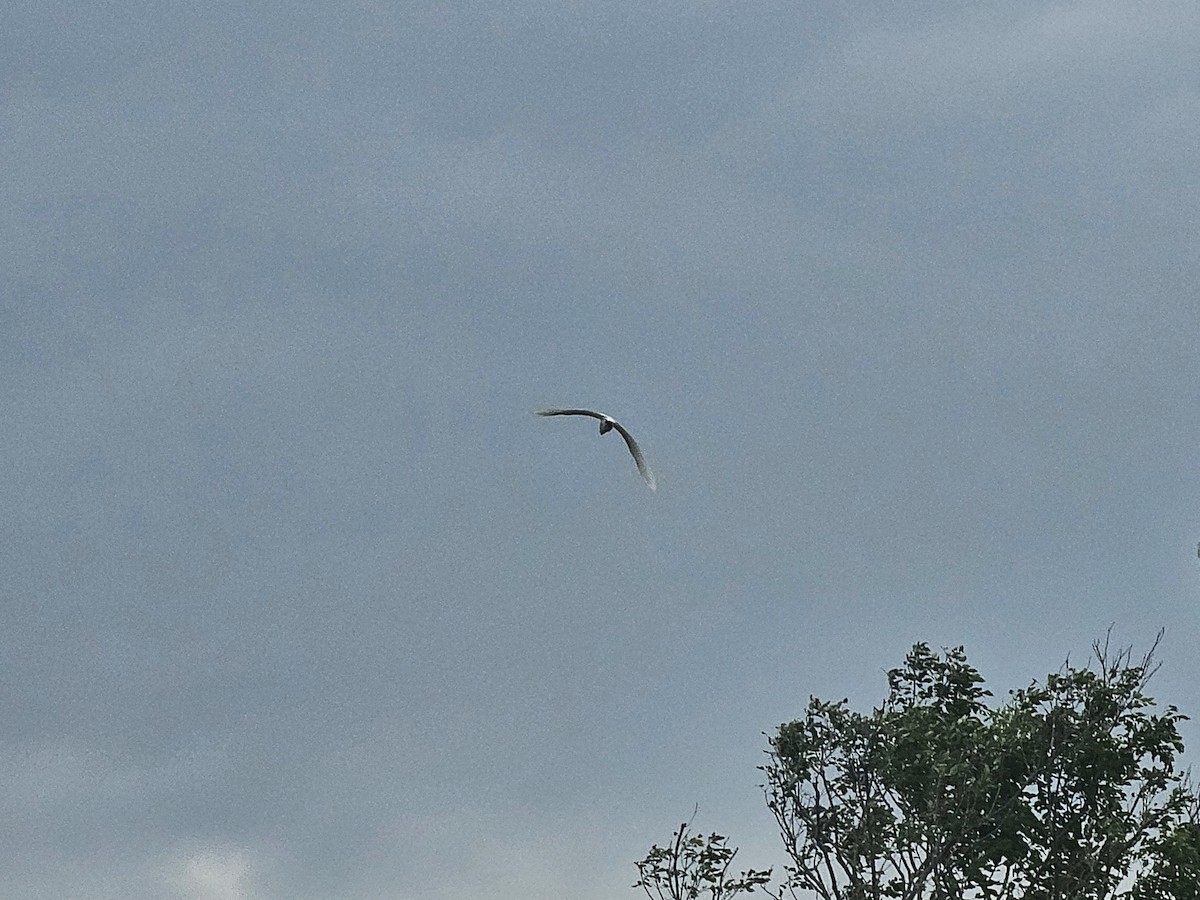 Eastern Cattle-Egret - ML645878525