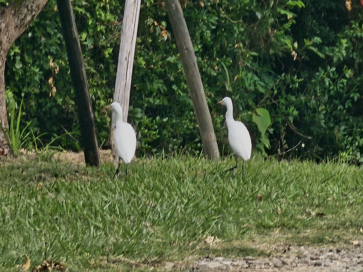 Eastern Cattle-Egret - ML645878526