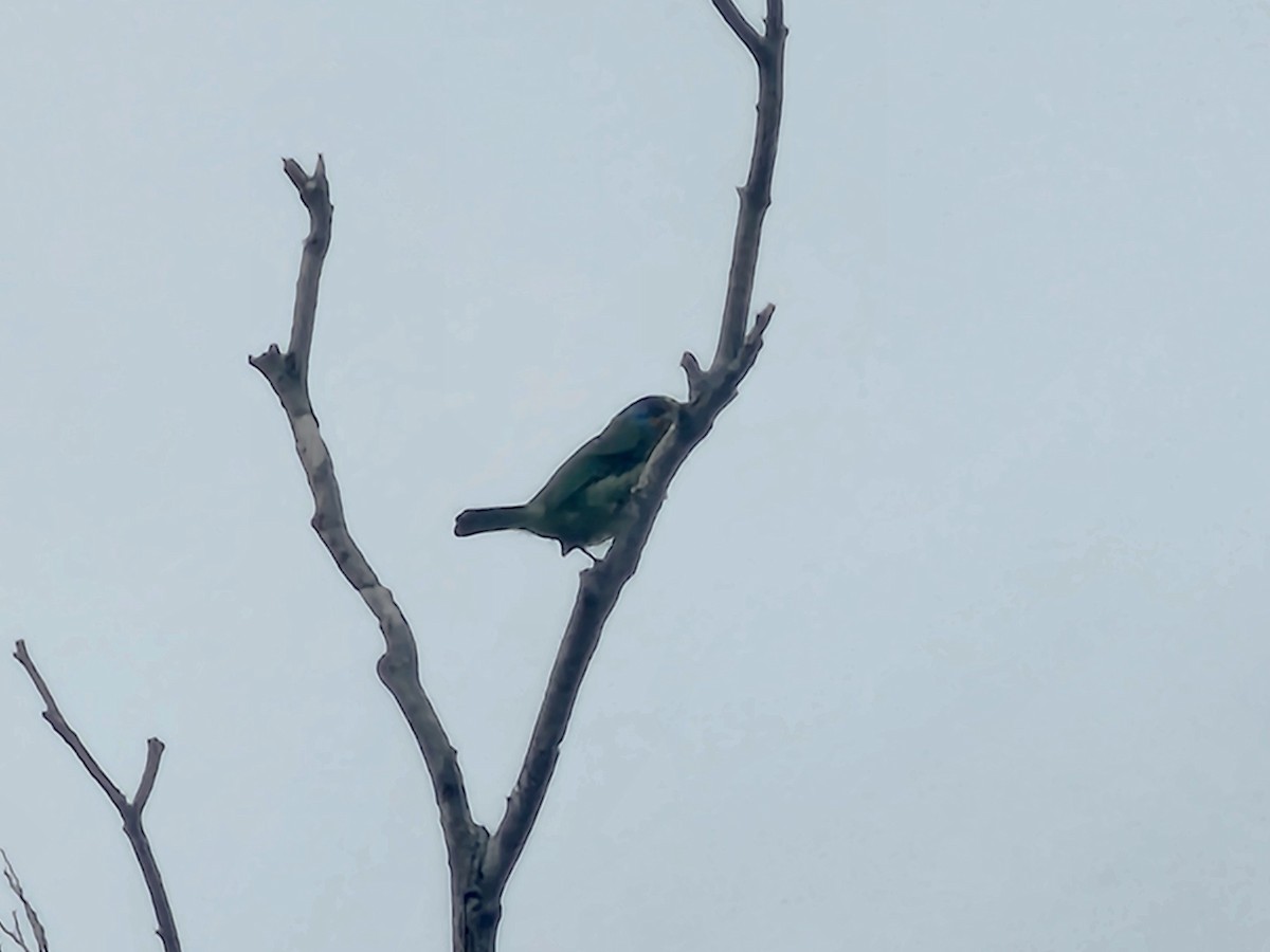 Taiwan Barbet - ML645878527