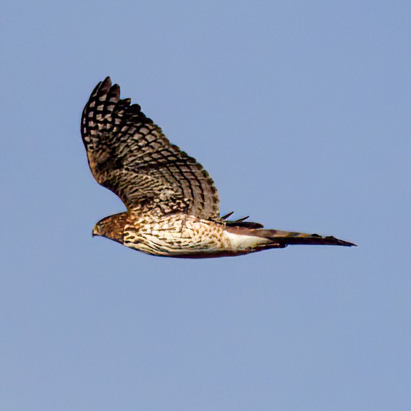 Cooper's Hawk - ML645878528
