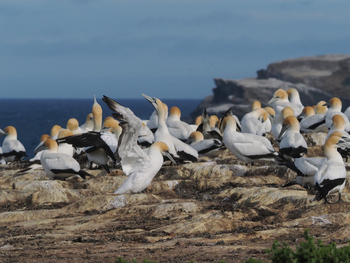 Cape Gannet - ML645878529
