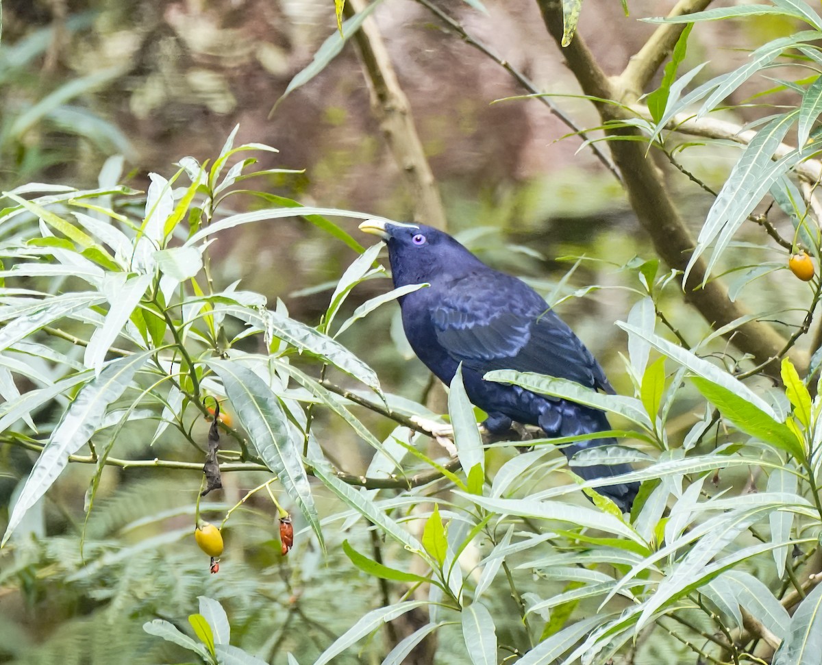 Satin Bowerbird - ML645878531