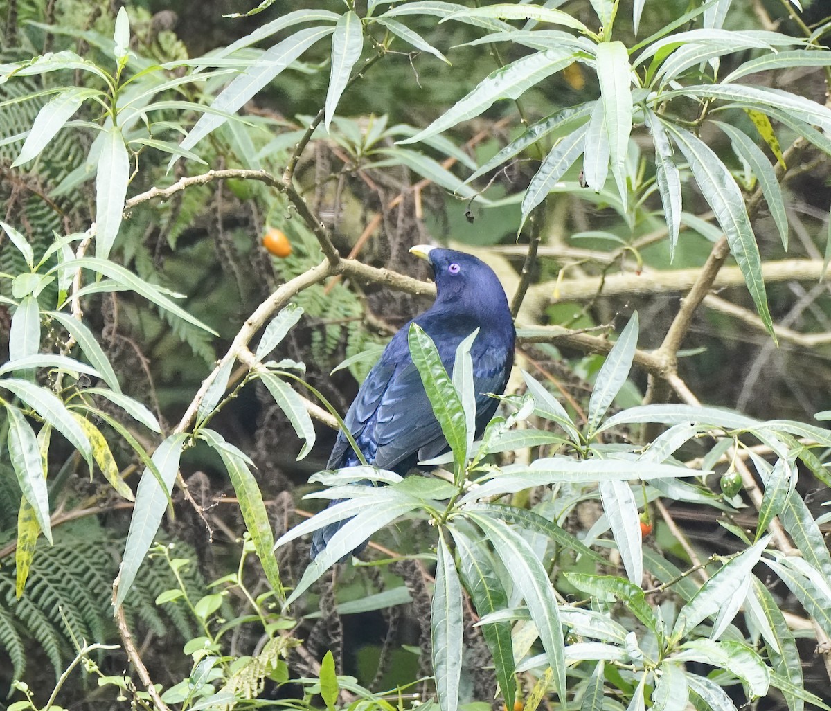 Satin Bowerbird - ML645878532