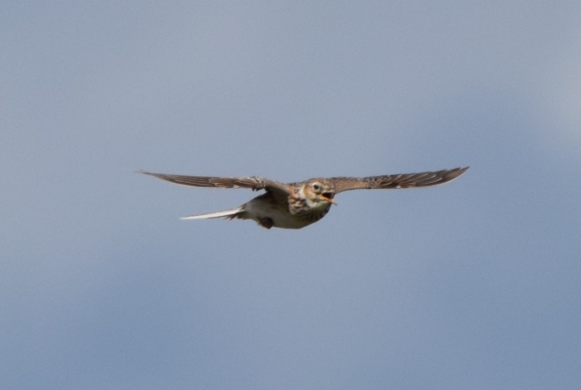 Eurasian Skylark - ML645878539