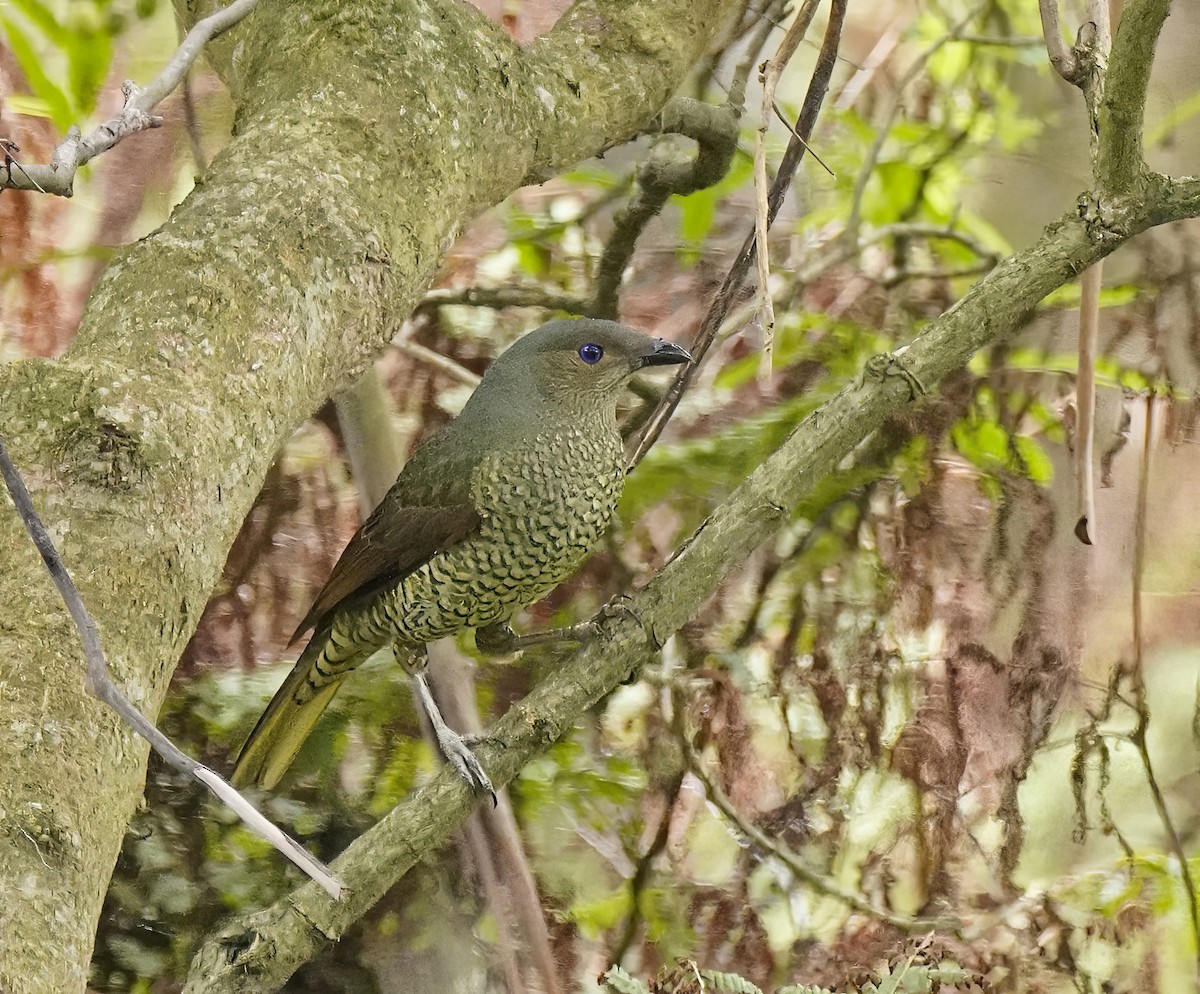 Satin Bowerbird - ML645878540