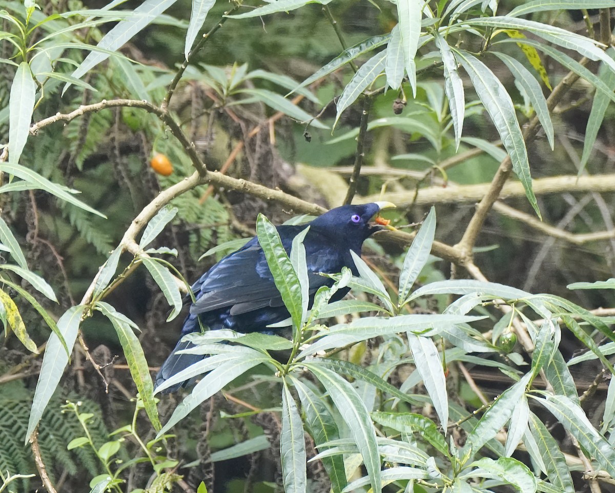 Satin Bowerbird - ML645878541