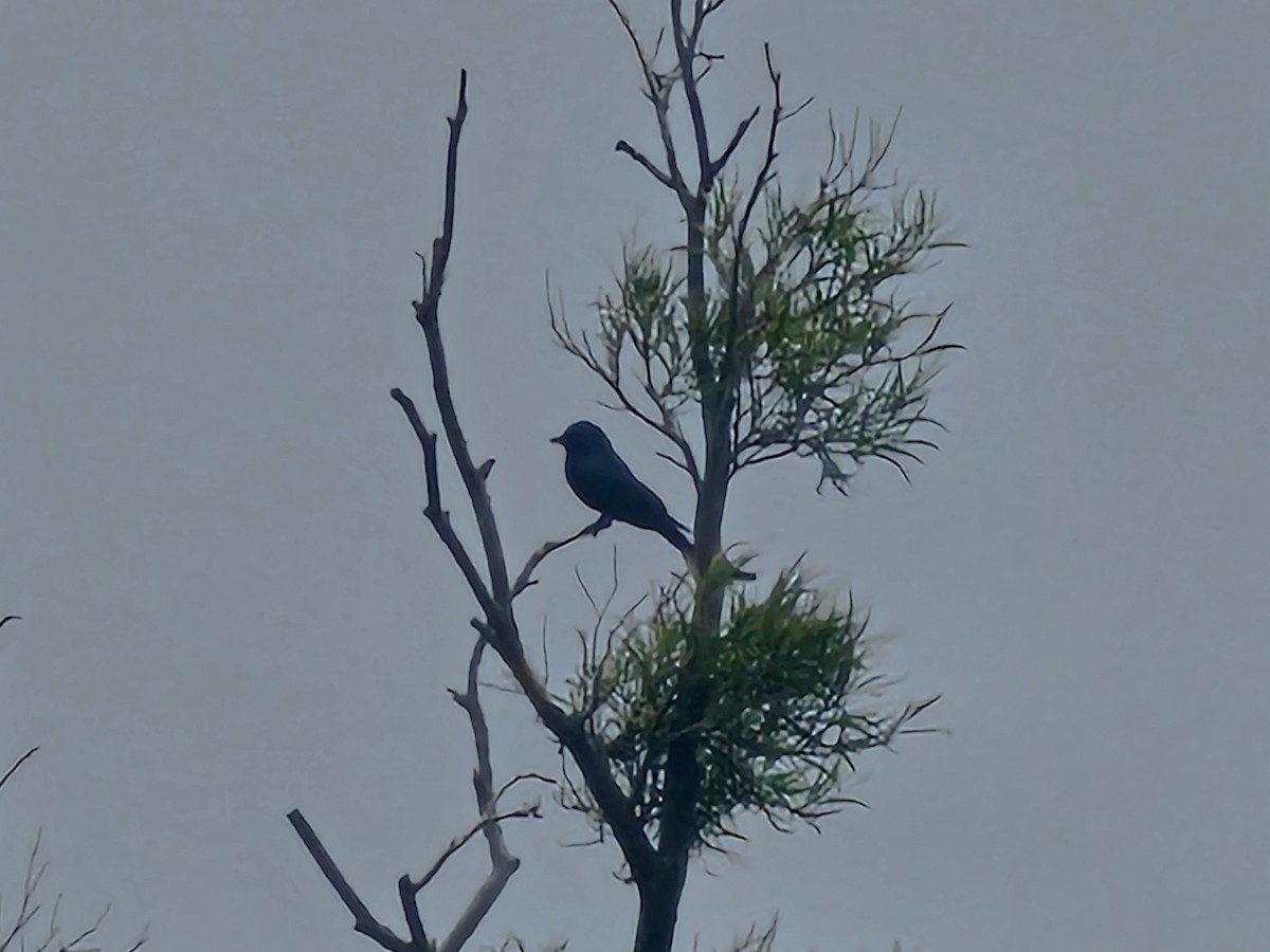 Black Drongo - ML645878552