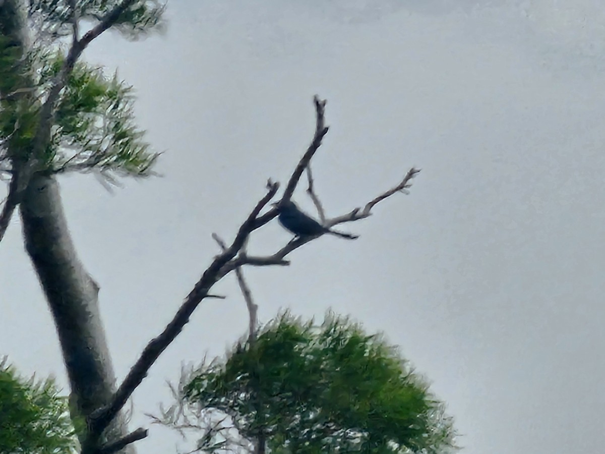 Black Drongo - ML645878554