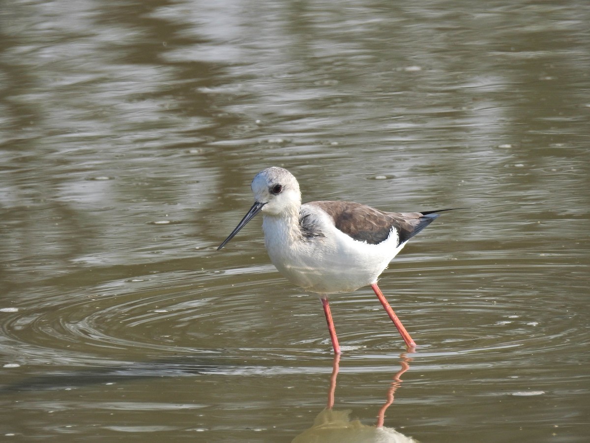 Zankaluze eurasiarra - ML645878556