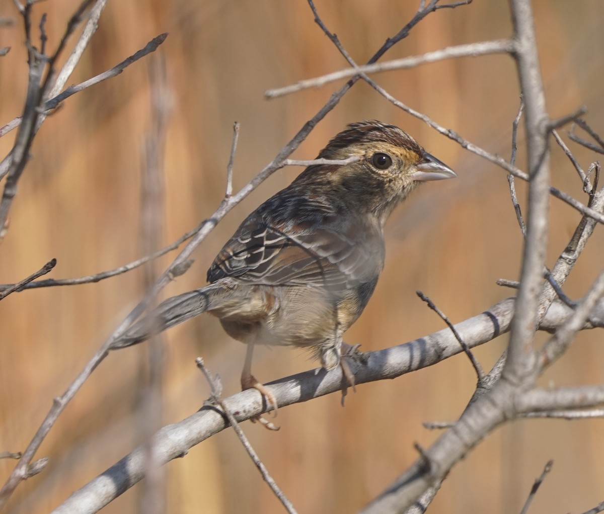 Bachman's Sparrow - ML645878557