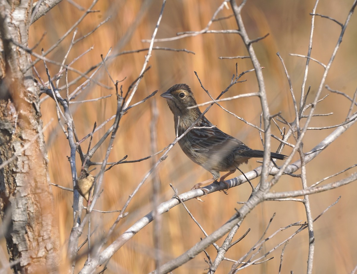 Bachman's Sparrow - ML645878558