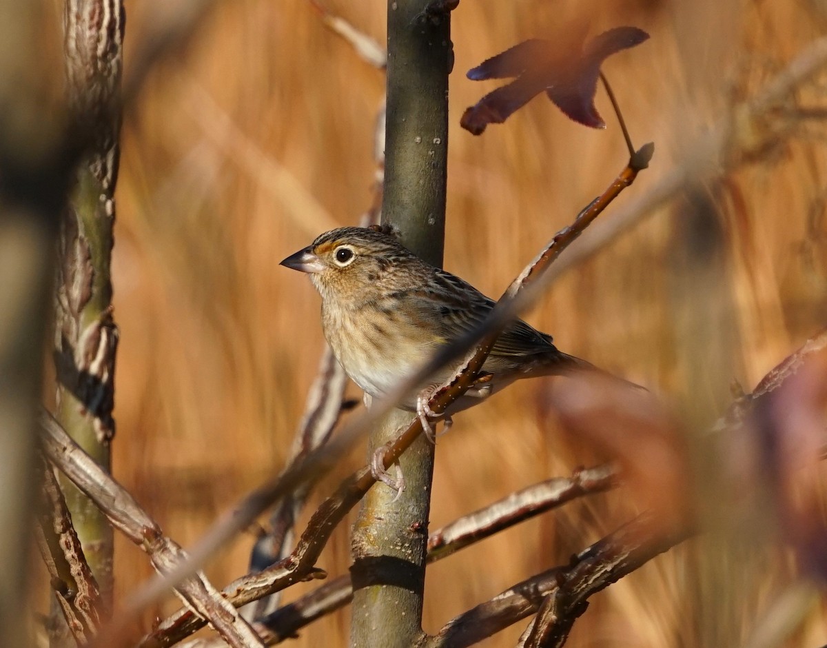 Grasshopper Sparrow - ML645878563