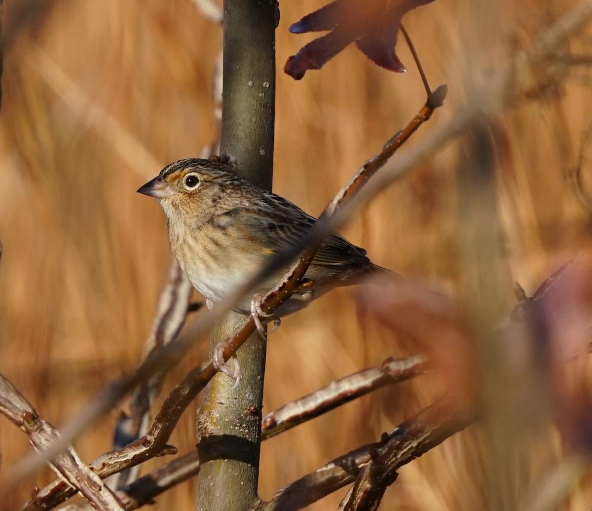 Grasshopper Sparrow - ML645878564