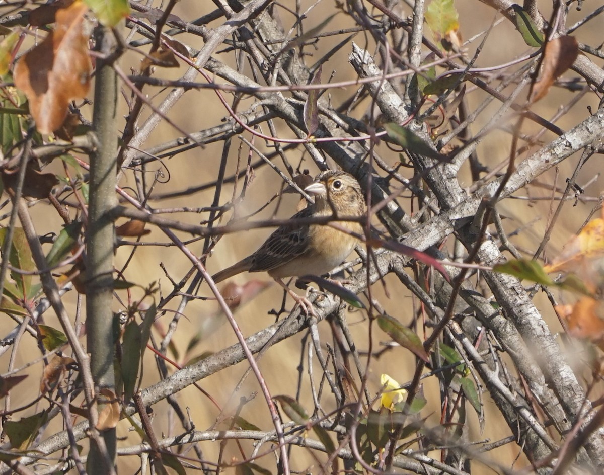 Grasshopper Sparrow - ML645878565