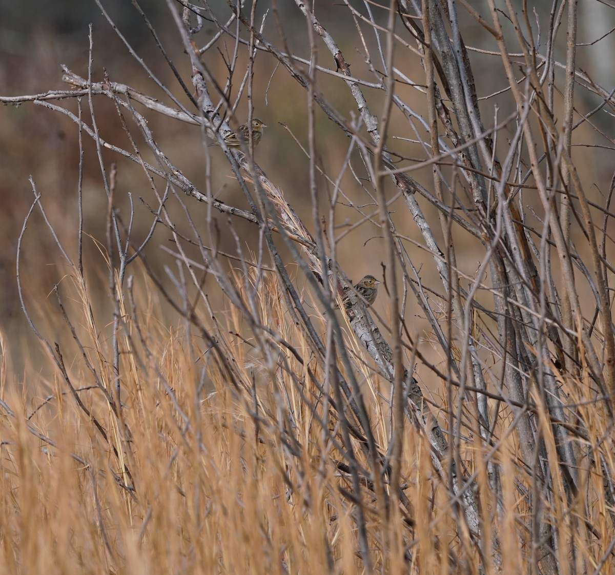 Grasshopper Sparrow - ML645878566