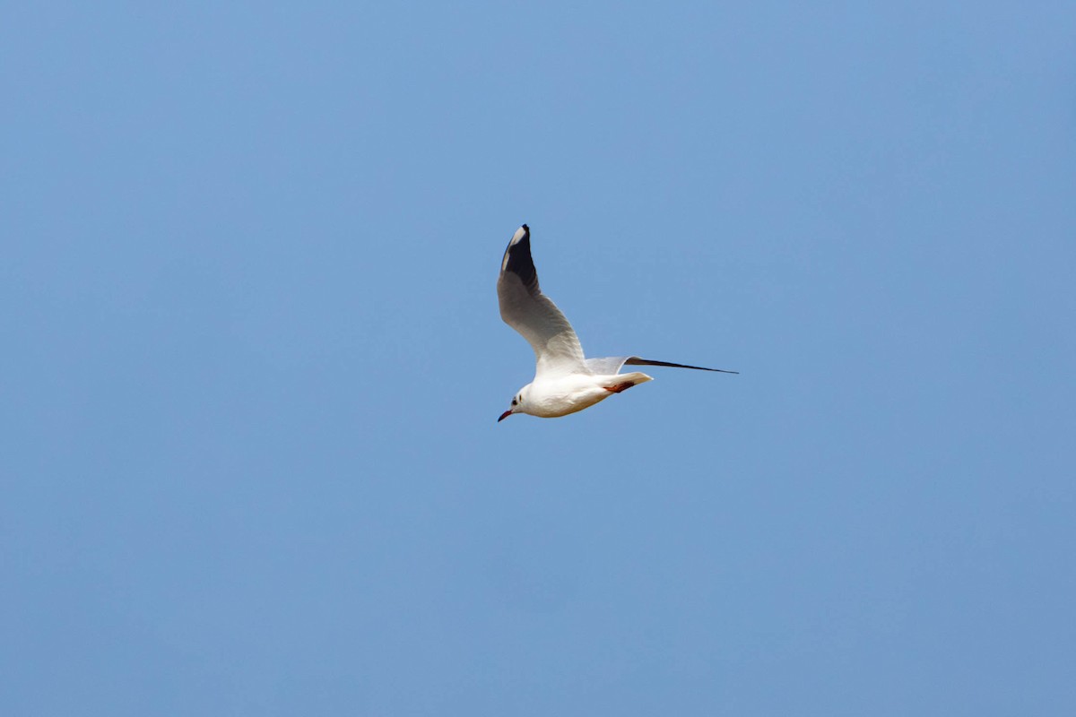 Pallas's Gull - ML645878570