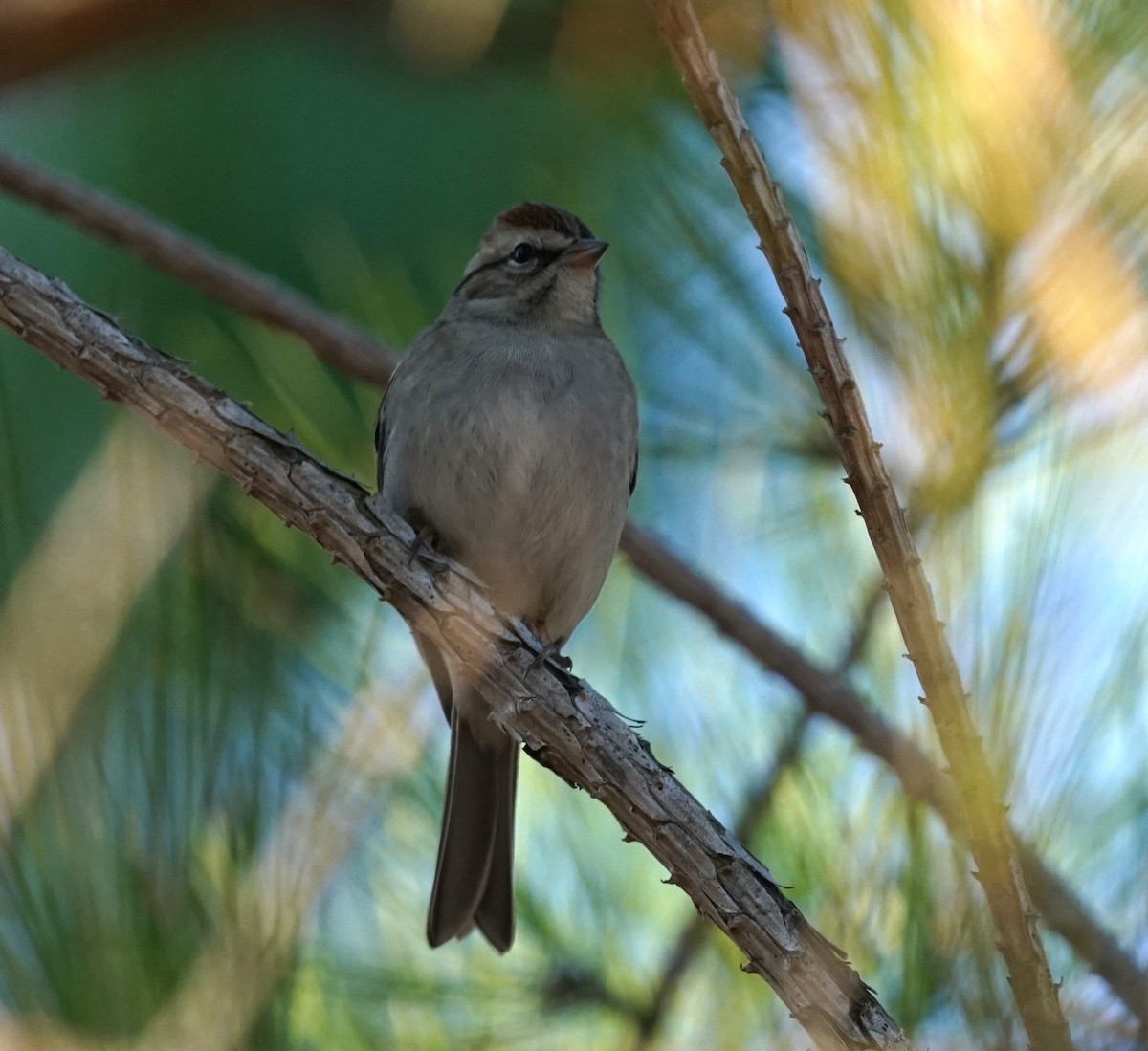 Chipping Sparrow - ML645878571
