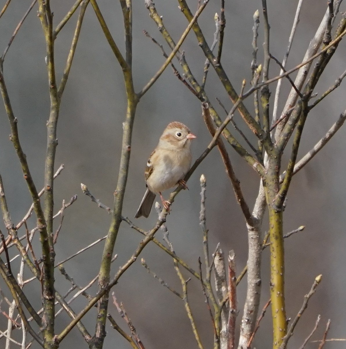 Field Sparrow - ML645878573