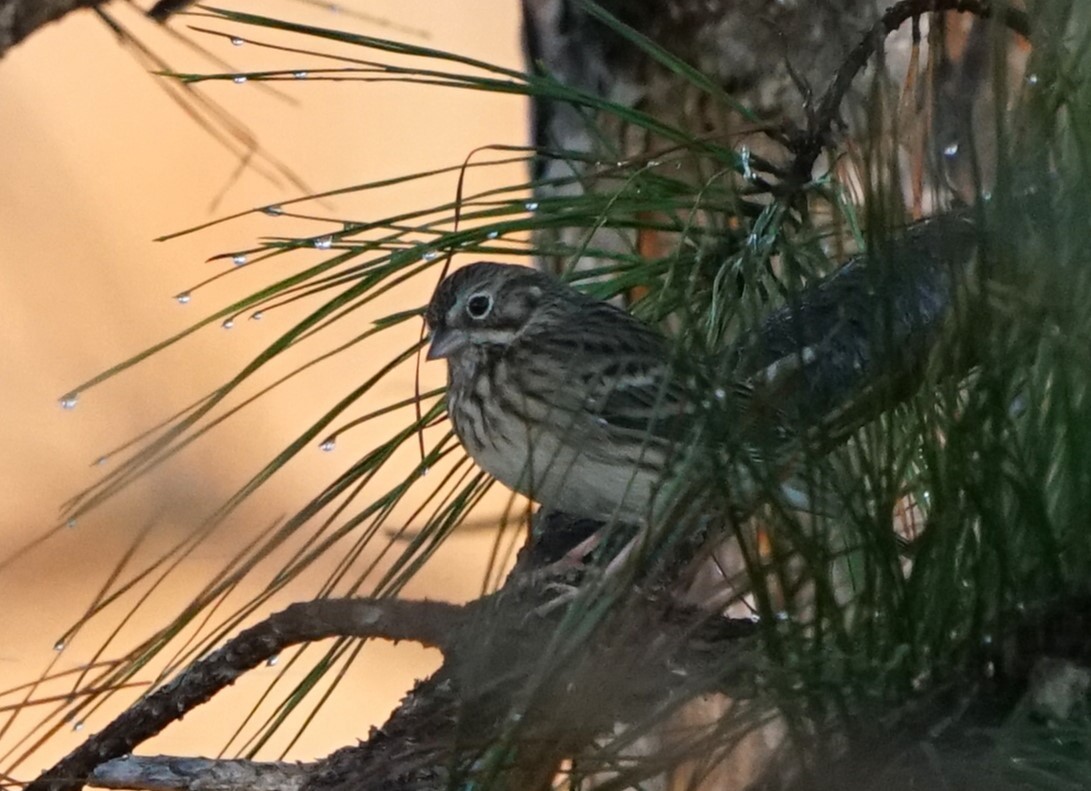 Vesper Sparrow - ML645878575