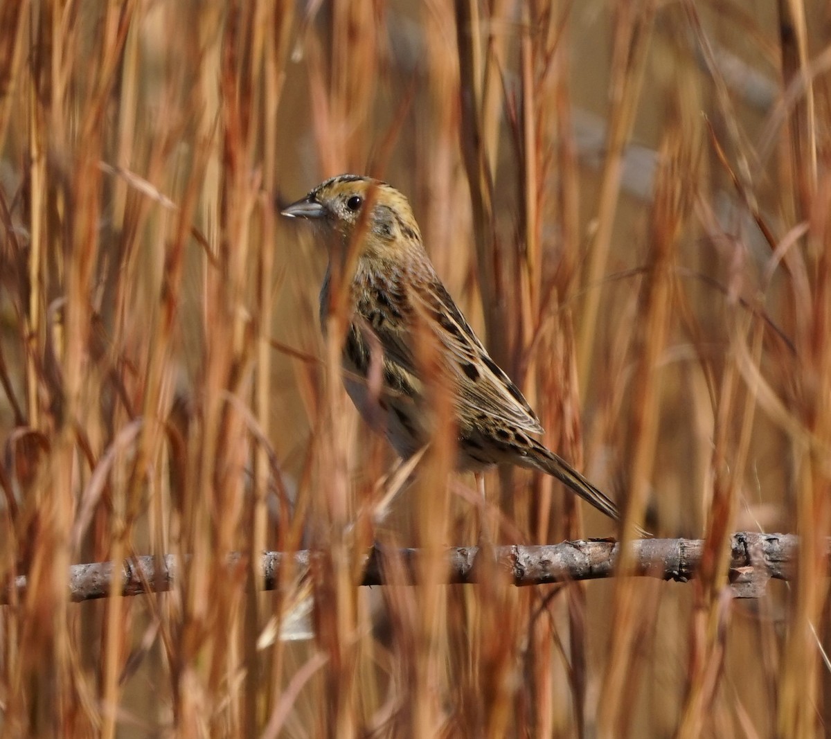 LeConte's Sparrow - ML645878576