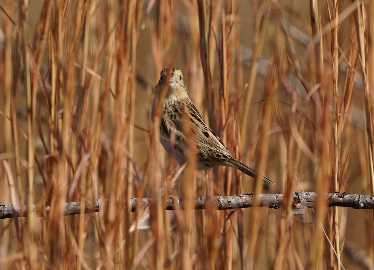 LeConte's Sparrow - ML645878577