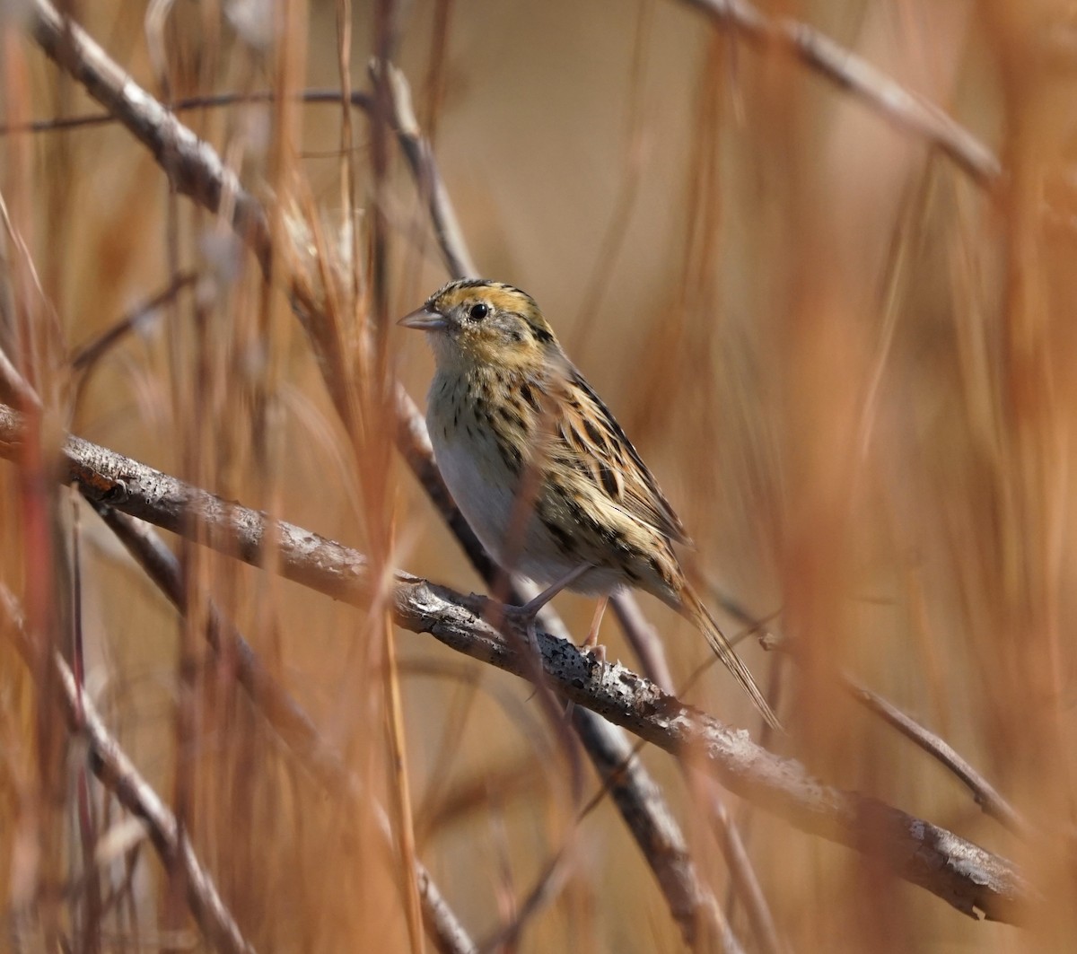 LeConte's Sparrow - ML645878578