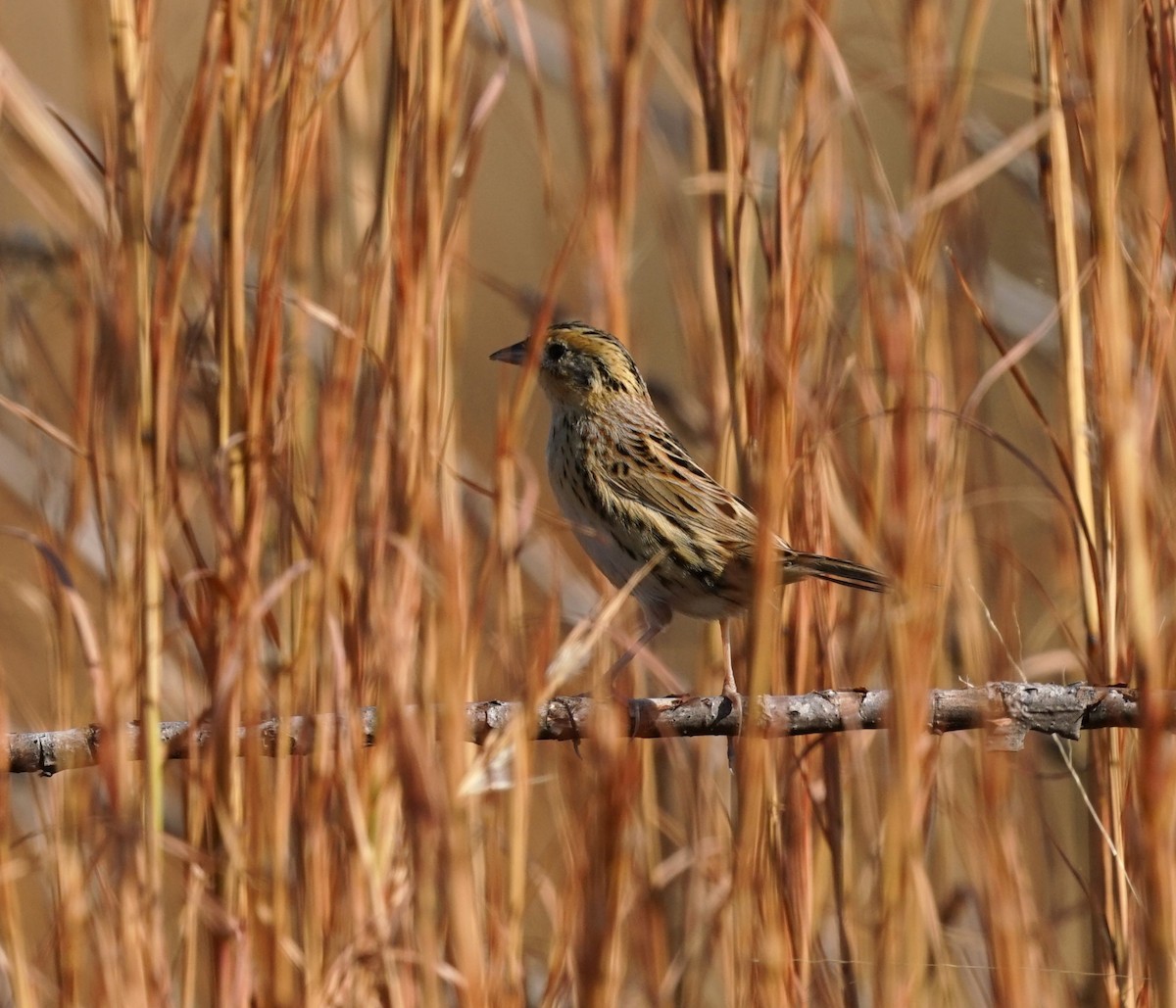 LeConte's Sparrow - ML645878579