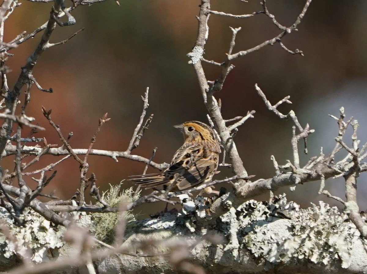 LeConte's Sparrow - ML645878581
