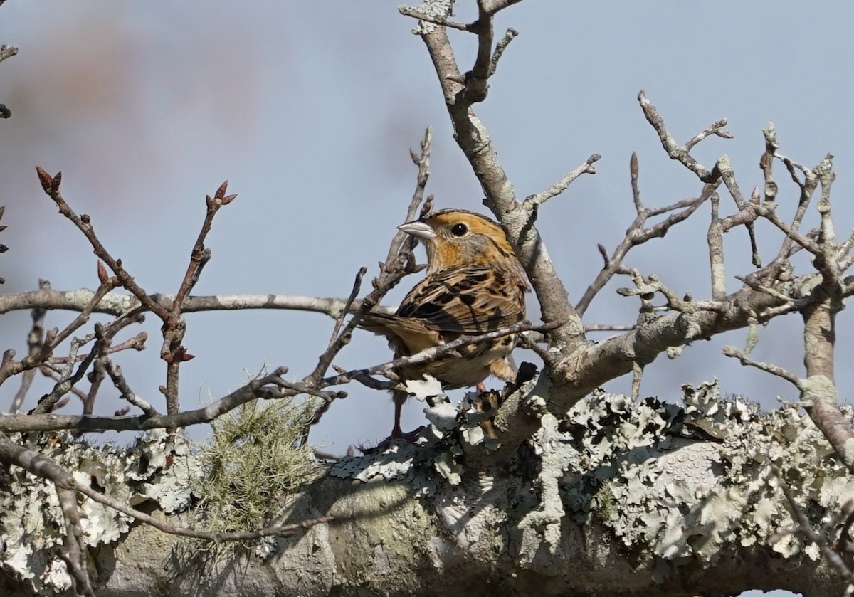 LeConte's Sparrow - ML645878582