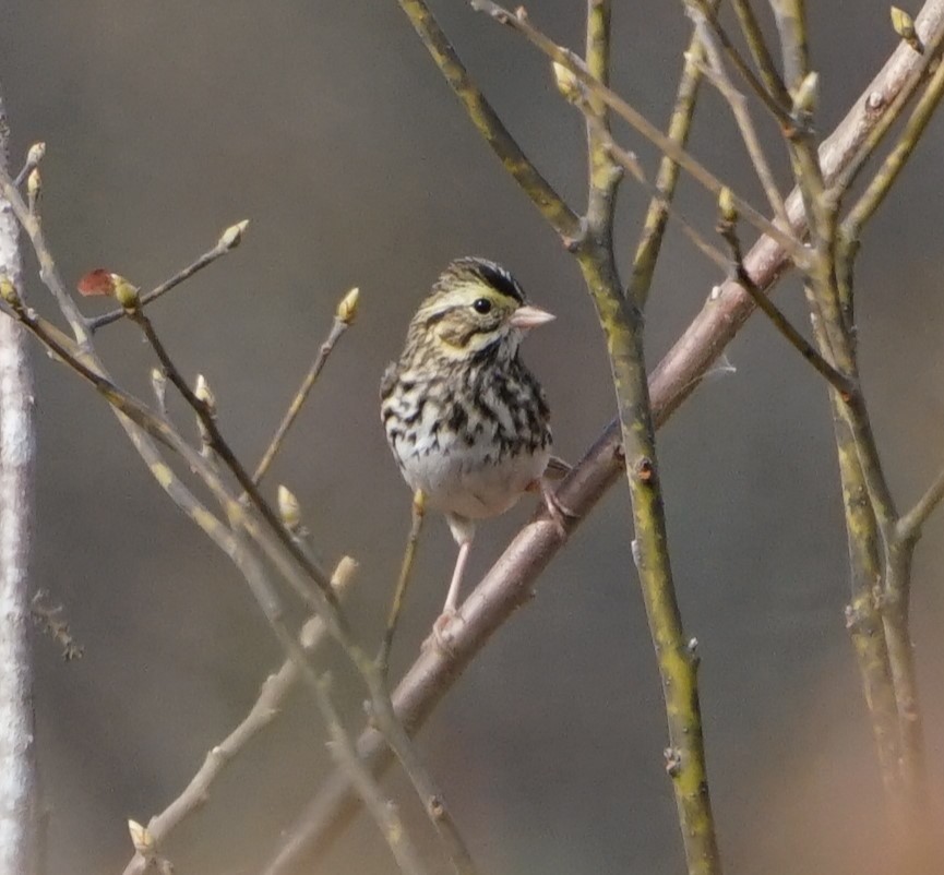 Savannah Sparrow - ML645878584
