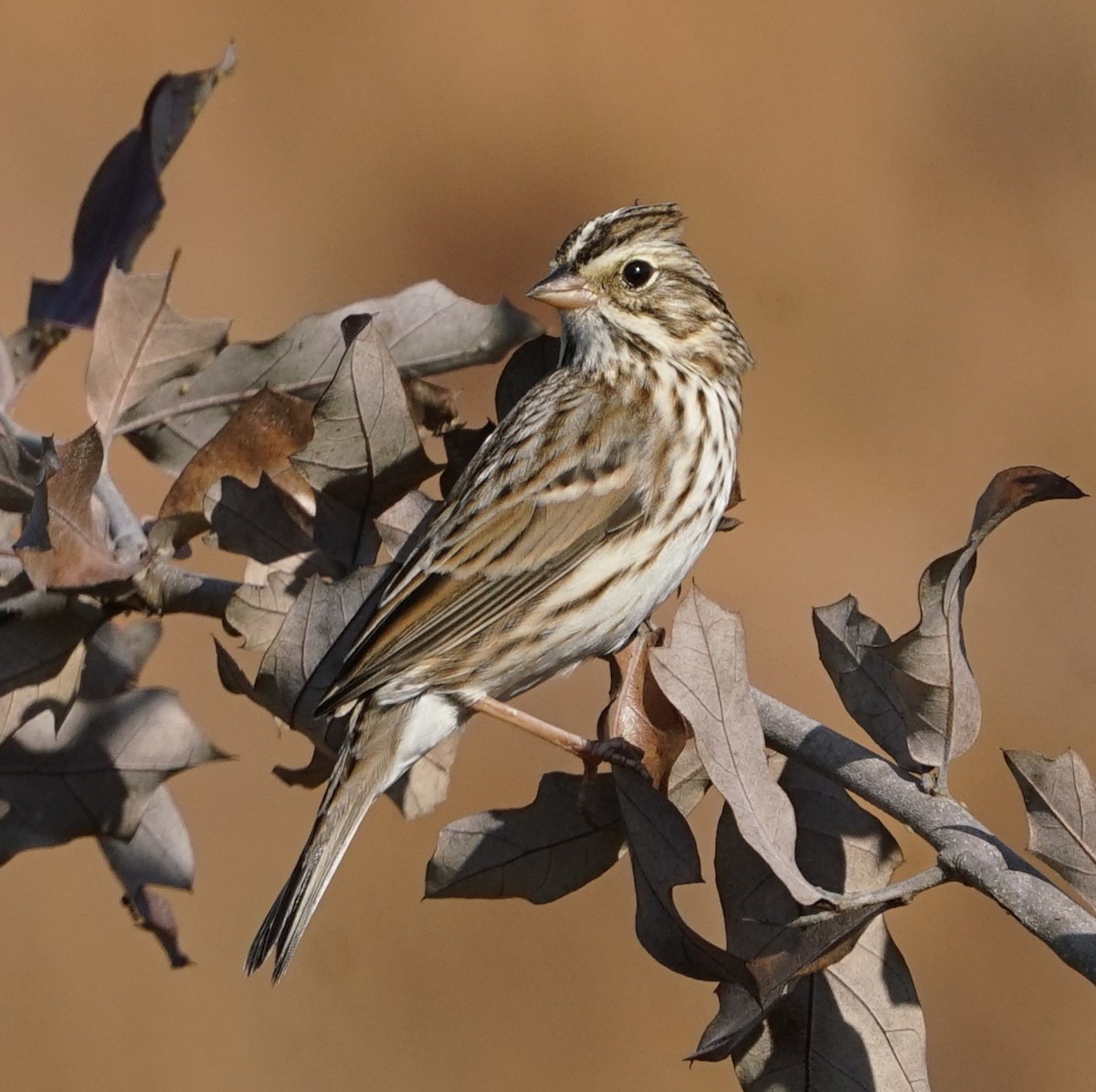 Savannah Sparrow - ML645878585