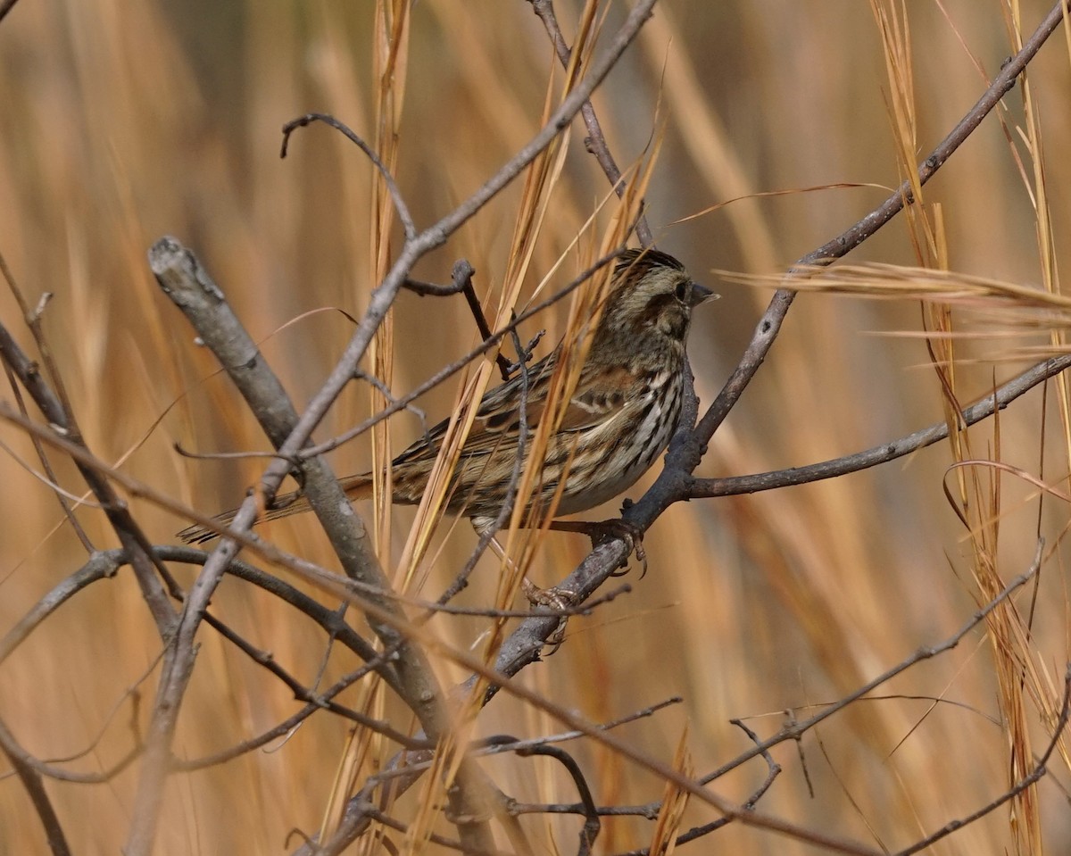 Song Sparrow - ML645878586