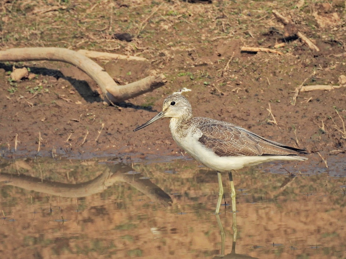 Common Greenshank - ML645878587