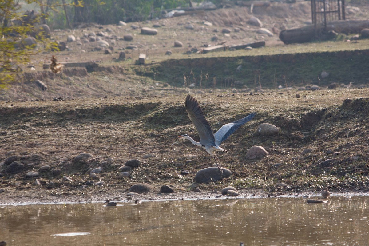 Gray Heron - ML645878589