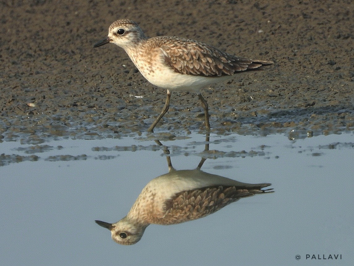 Тулес - ML645878592