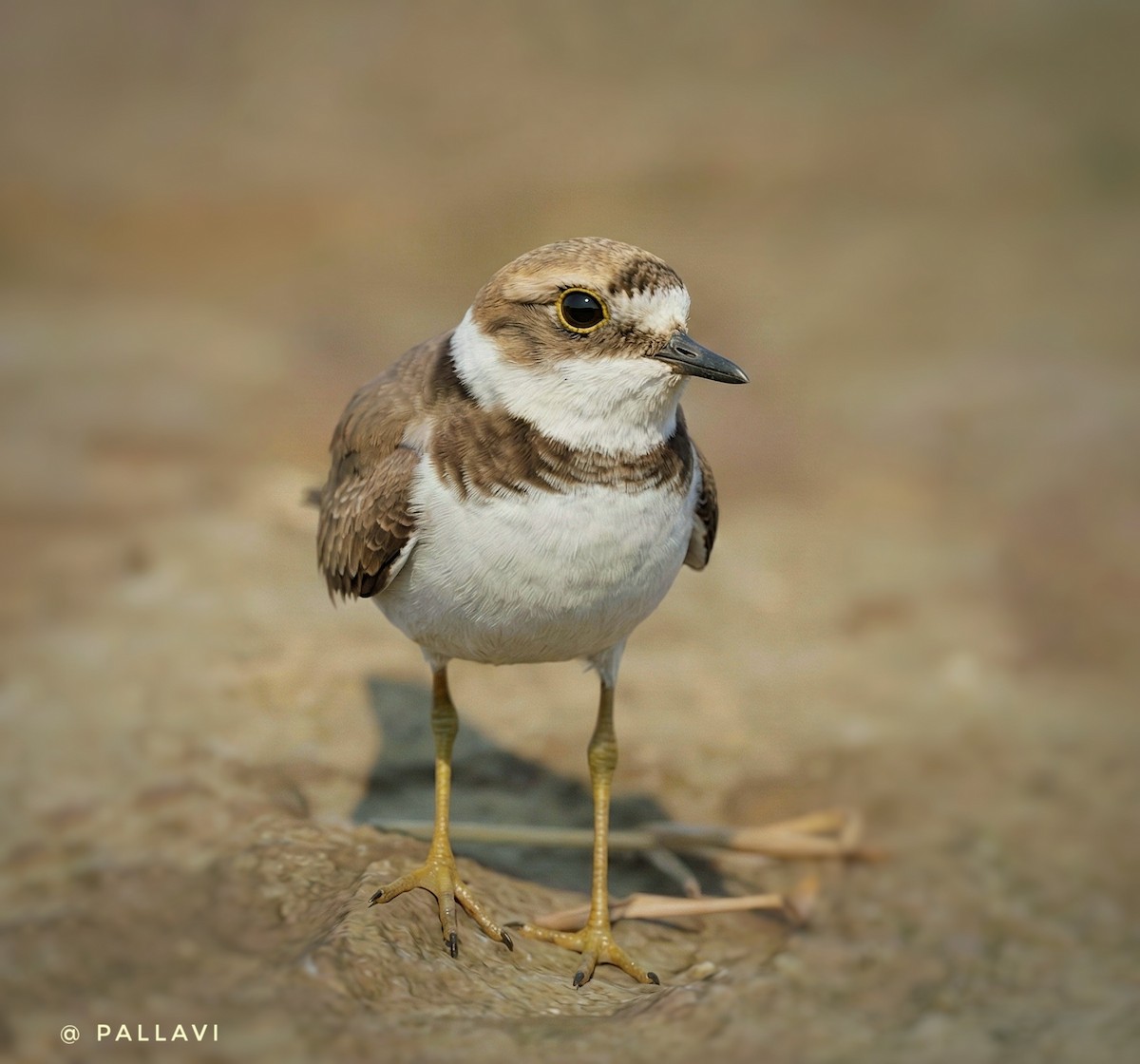 Малый зуёк - ML645878595