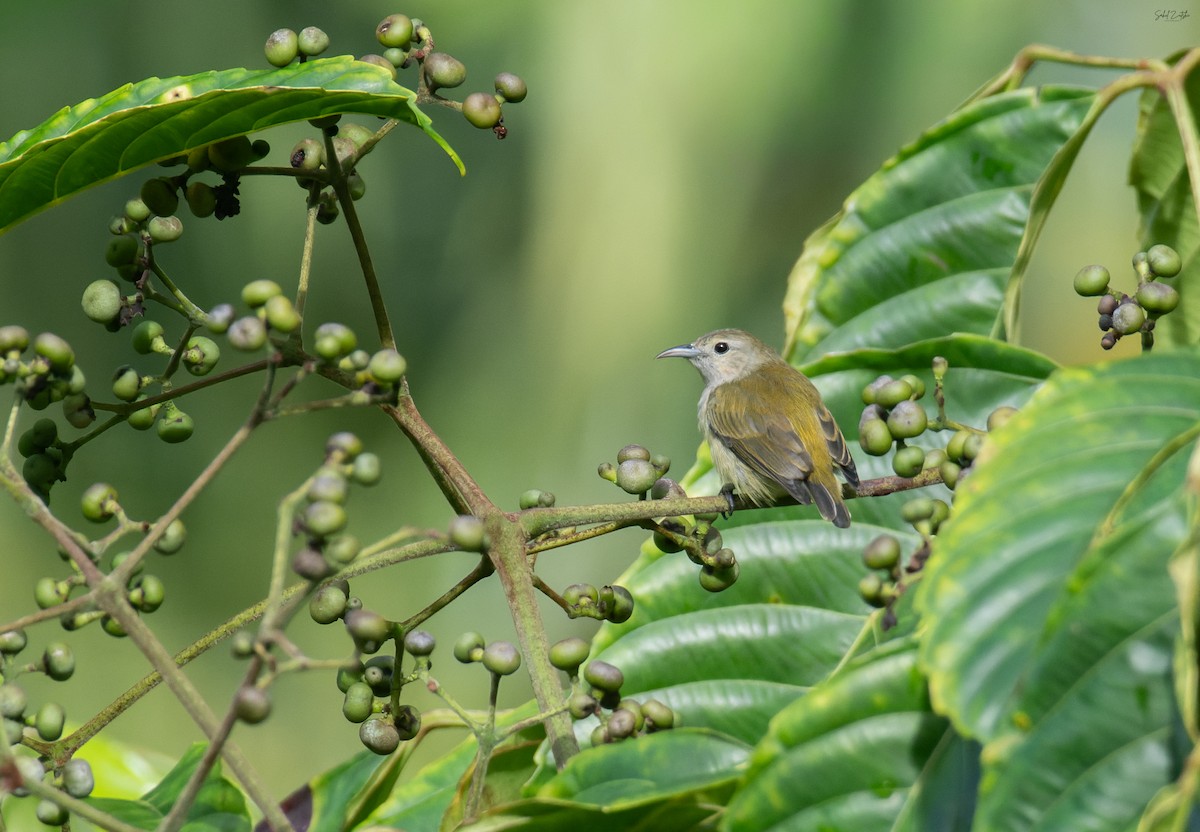 Andaman Flowerpecker - ML645878596