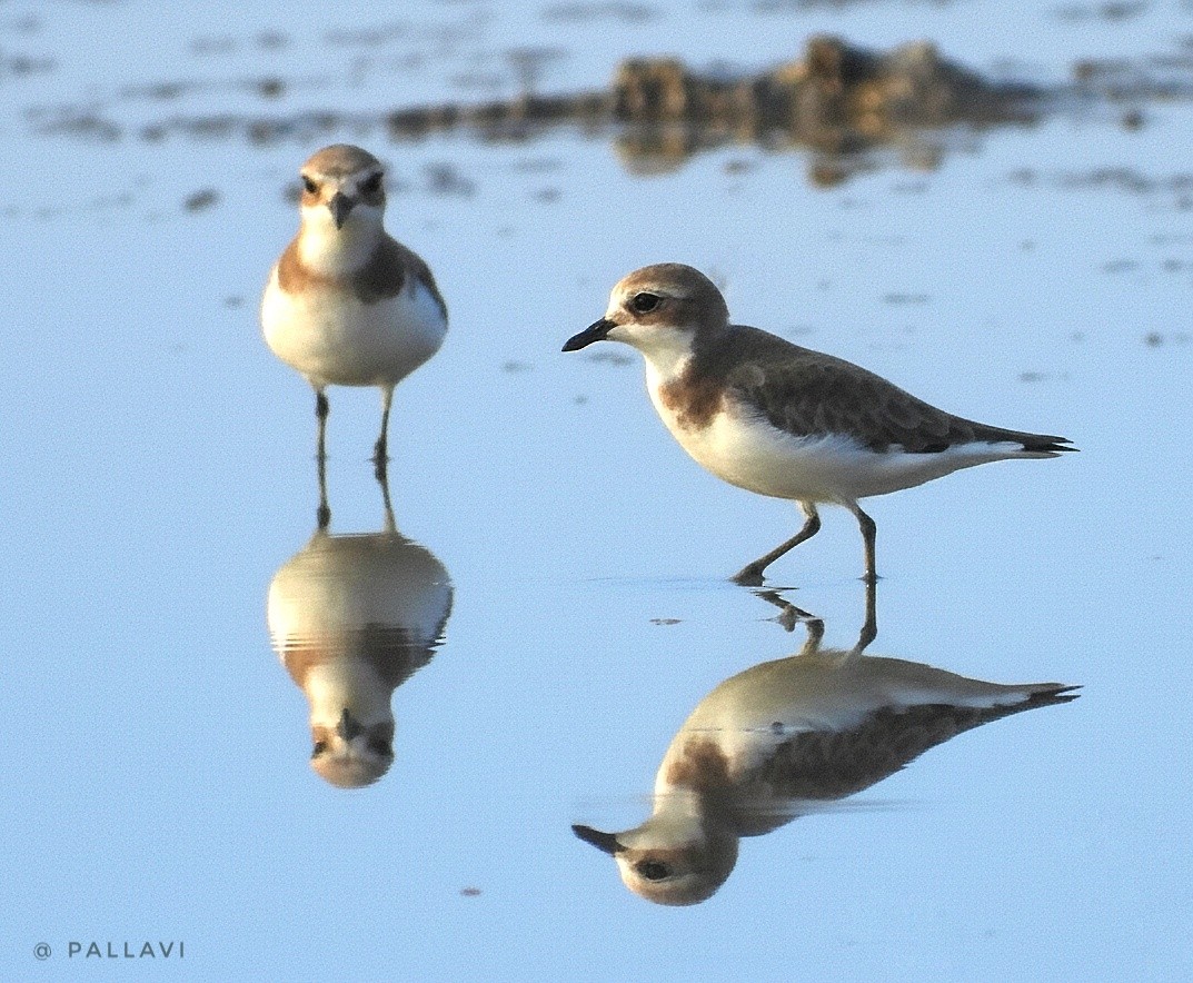 Tibet Cılıbıtı - ML645878600