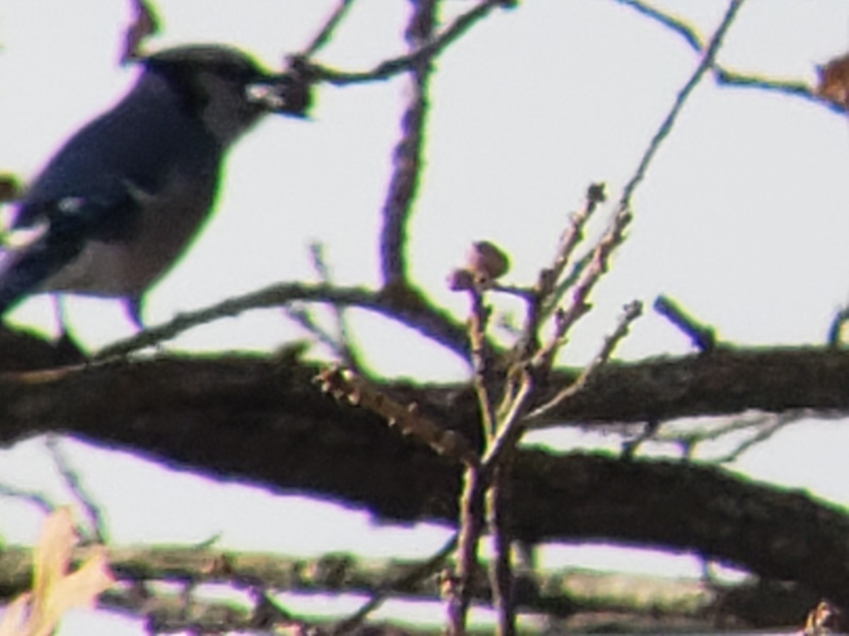 Blue Jay - ML645878601